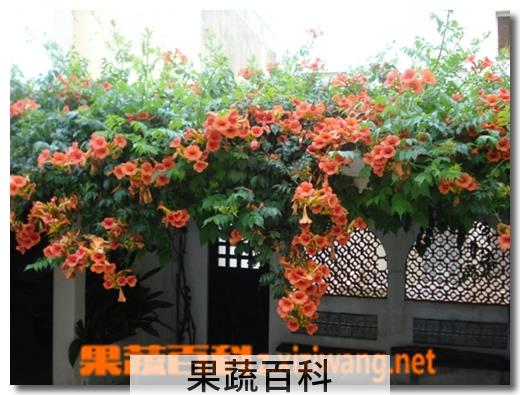 果蔬百科凌霄花图片 凌霄花的功效与作用
