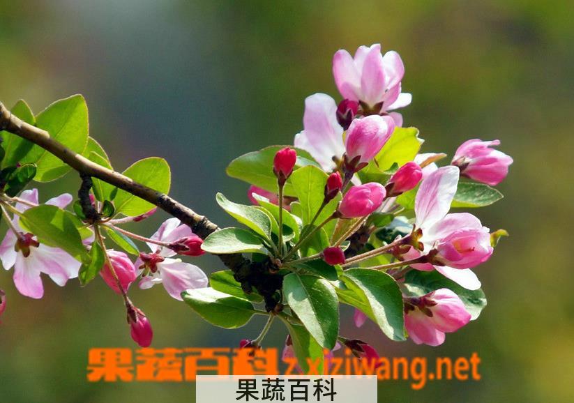 果蔬百科海棠花怎么养 海棠花的养殖方法