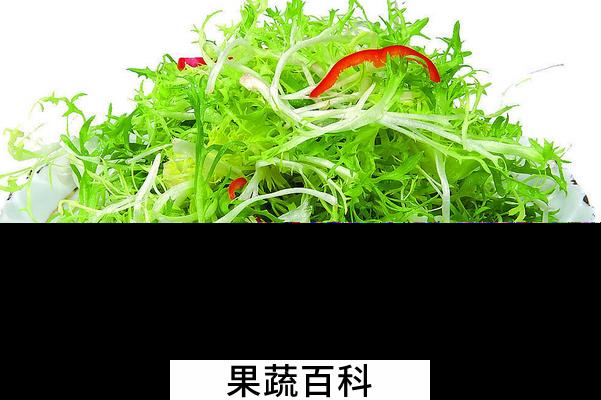 果蔬百科苦菊的功效与作用