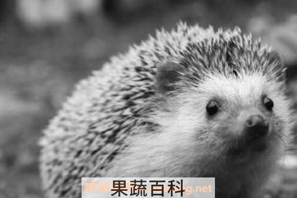 刺猬肉的功效与作用 吃刺猬肉有什么忌讳的