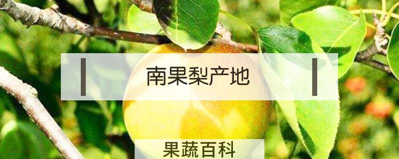 南果梨产地