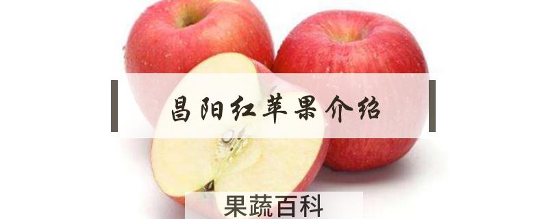 昌阳红苹果介绍