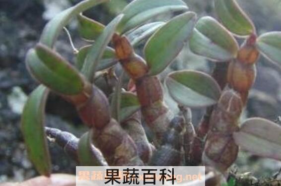 野生铁皮石斛的功效 野生铁皮石斛怎么吃