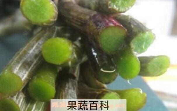 野生铁皮石斛的功效 野生铁皮石斛怎么吃
