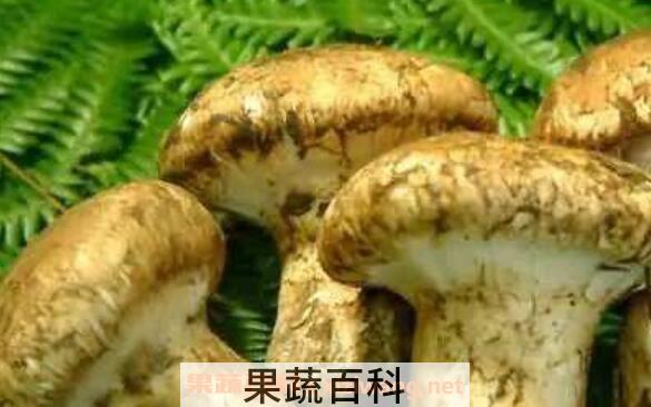 老人头菌的功效与作用