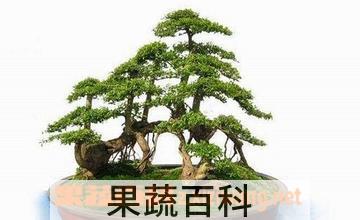 果蔬百科九里香盆景养殖及护理