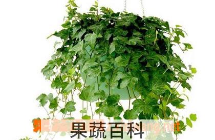 果蔬百科常春藤的水培养殖方法