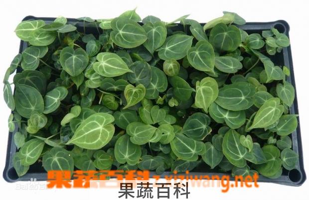 果蔬百科水晶花烛种植栽培要点