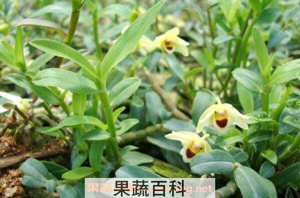野生石斛的功效与作用 野生石斛的食用方法
