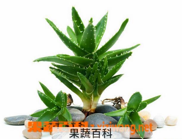 果蔬百科芦荟养殖方法和注意事项