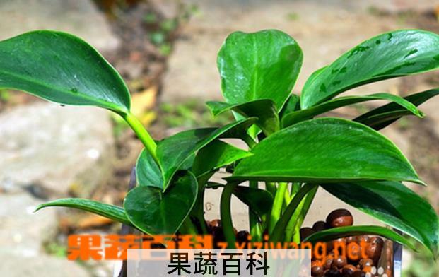 果蔬百科金钻的养殖方法与技巧