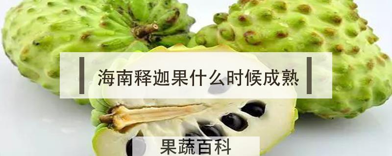 海南释迦果什么时候成熟