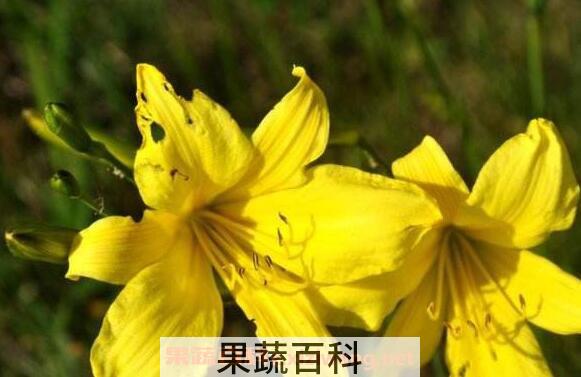 山黄花的功效与作用