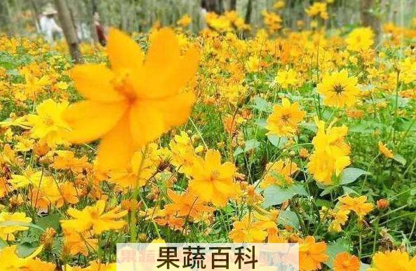 山黄花的功效与作用