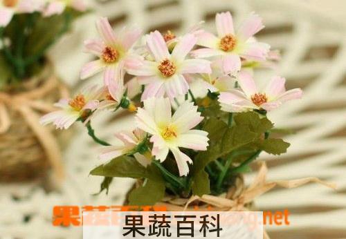 果蔬百科淘米水适合浇什么花