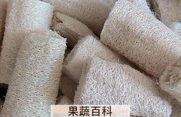 丝瓜络的功效与作用 丝瓜络的副作用
