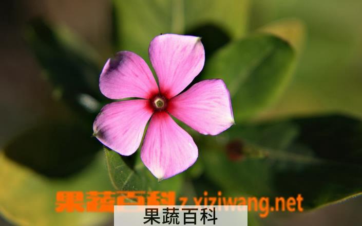 果蔬百科长春花怎么养殖