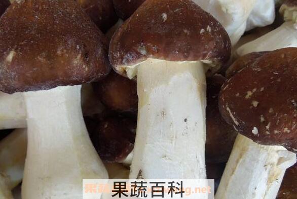 雪山松茸有什么功效 雪山松茸的功效与作用