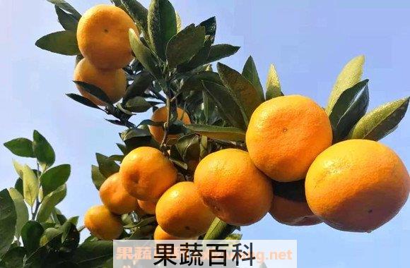 甜柑桔