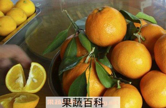 甜柑桔