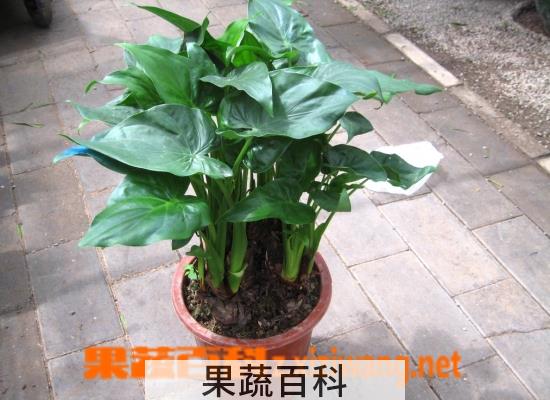 果蔬百科千手观音植物叶子发黄怎么养
