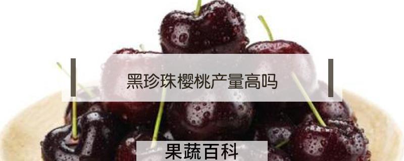 黑珍珠樱桃产量高吗
