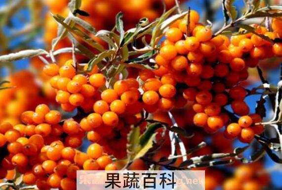 野生沙棘果的功效与作用