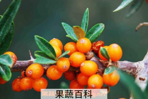 野生沙棘果的功效与作用