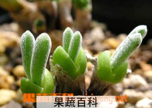 果蔬百科碧光环怎么养