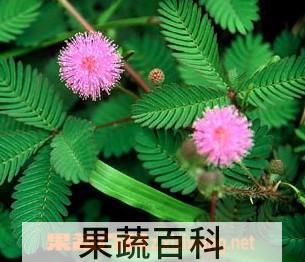 果蔬百科含羞草的养殖方法和花语