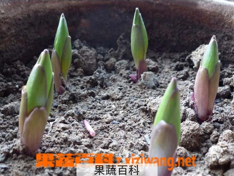 果蔬百科盆栽百合花怎么养？