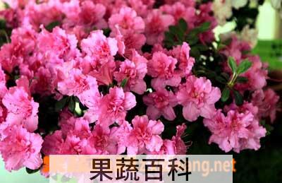果蔬百科杜鹃花怎么养 杜鹃花养殖方法大全