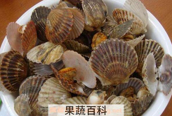 扇贝的营养价值及功效