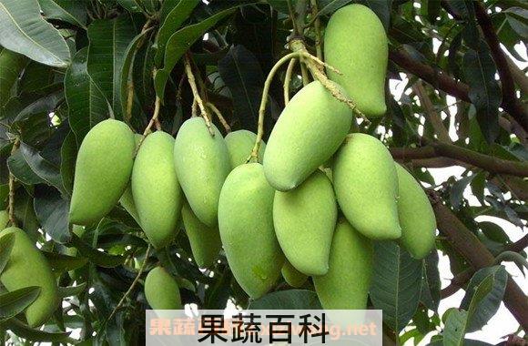 金煌芒