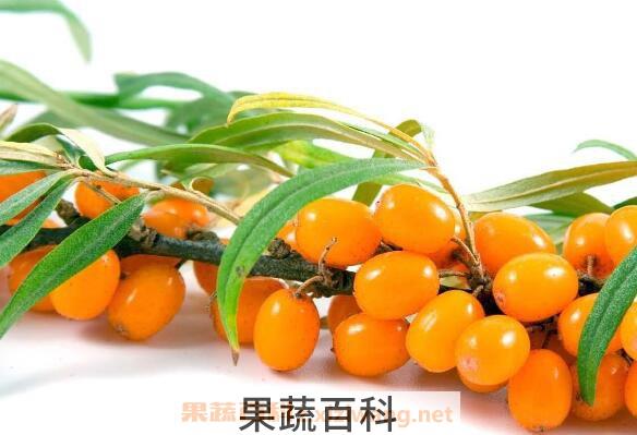 女性吃沙棘的作用与功效