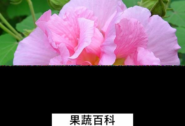果蔬百科芙蓉花的功效与作用