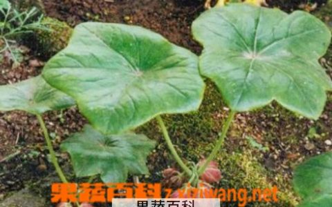 八角莲图片及功效大全 八角莲图片 价格