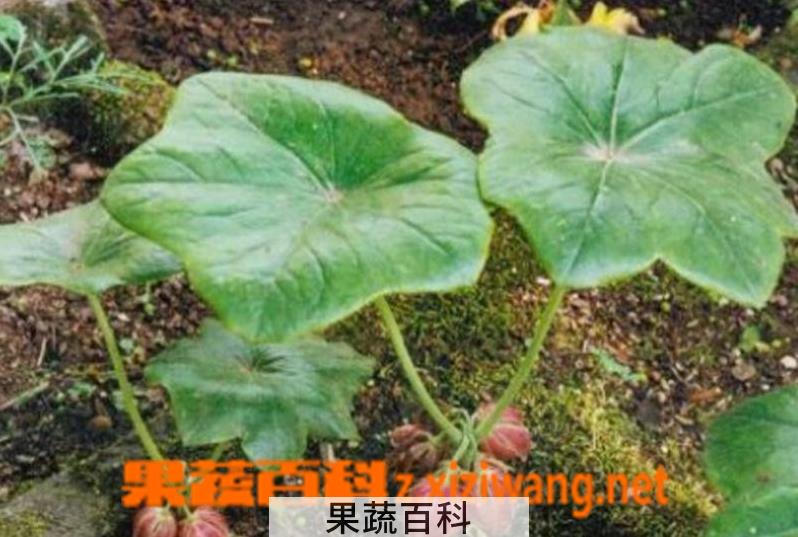 果蔬百科八角莲图片 八角莲种植技巧