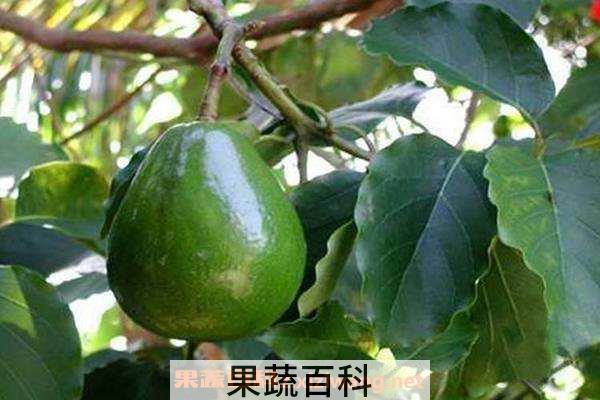 牛油果