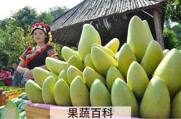 金煌芒