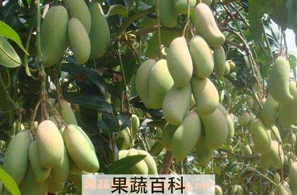金煌芒