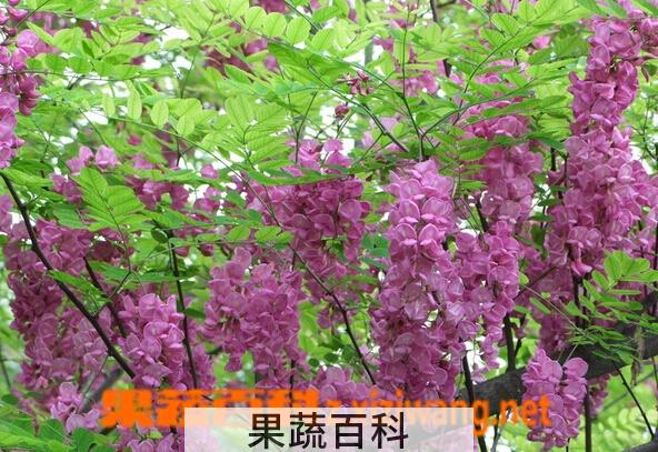 果蔬百科紫槐花的功效与作用