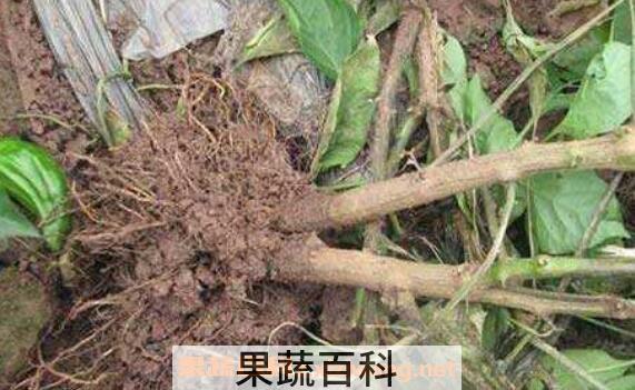 辣椒根有什么药用作用