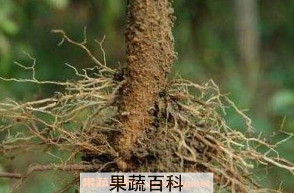 辣椒根有什么药用作用