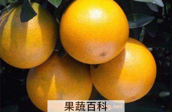 柑桔酱
