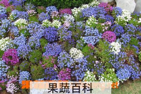 果蔬百科满天星的养殖方法大全
