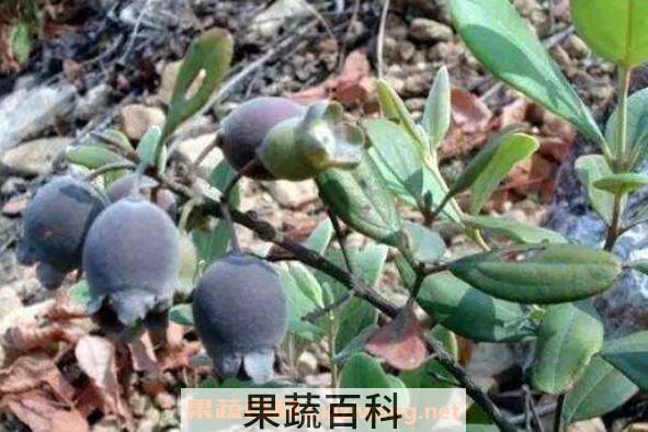 山棯子的功效与作用 山稔子怎么泡酒