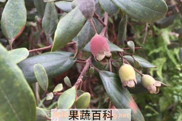 山棯子的功效与作用 山稔子怎么泡酒