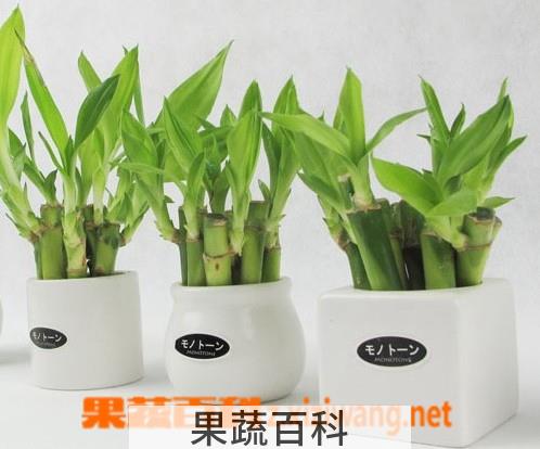 果蔬百科富贵竹怎么养殖 富贵竹养殖方法