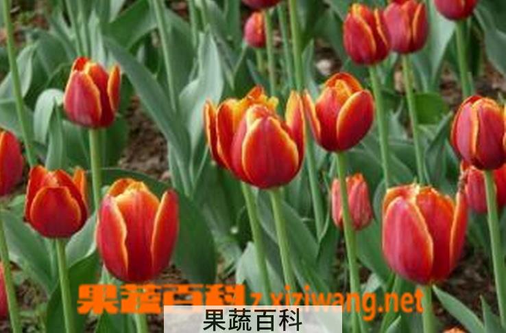 果蔬百科郁金香怎么养 郁金香的养殖方法介绍